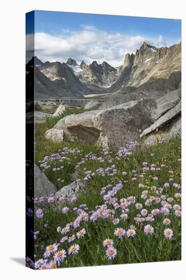 Titcomb Basin wildflowers composed of purple Asters, Bridger Wilderness, Wind River Range, Wyoming.-Alan Majchrowicz-Premier Image Canvas