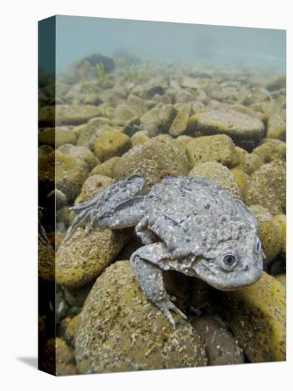 Titicaca Water Frog (Telmatobius Culeus) Underwater Resting on the Lake Bed, Lake Titicaca, Bolivia-Bert Willaert-Premier Image Canvas