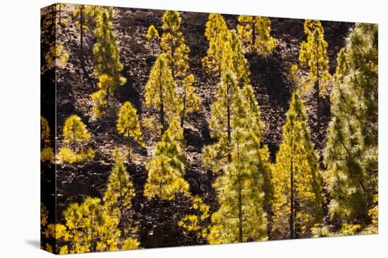 To Canaries Jaws in the Teide National Parks, Pinus Canariensis, Tenerife, Spain-Reinhard Dirscherl-Premier Image Canvas