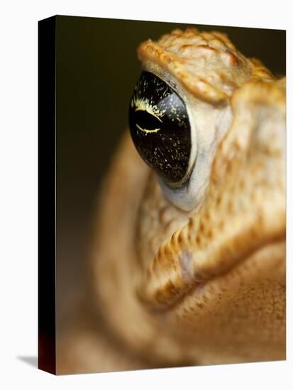 Toad in Costa Rica-Paul Souders-Premier Image Canvas