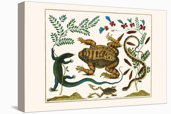 Toad, Lizard, Serpentes, Leopard Frog, Capers-Albertus Seba-Stretched Canvas