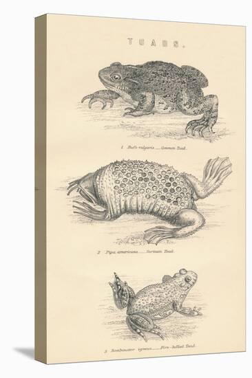 Toads, 1885-null-Premier Image Canvas