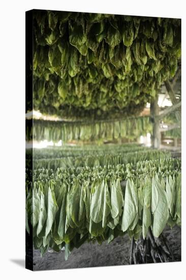 Tobacco Farming-null-Premier Image Canvas