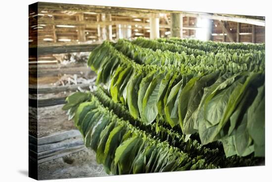 Tobacco Farming-null-Premier Image Canvas