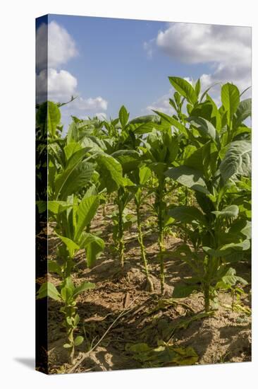 Tobacco Field, Pinar Del Rio, Cuba, West Indies, Caribbean, Central America-Rolf-Premier Image Canvas