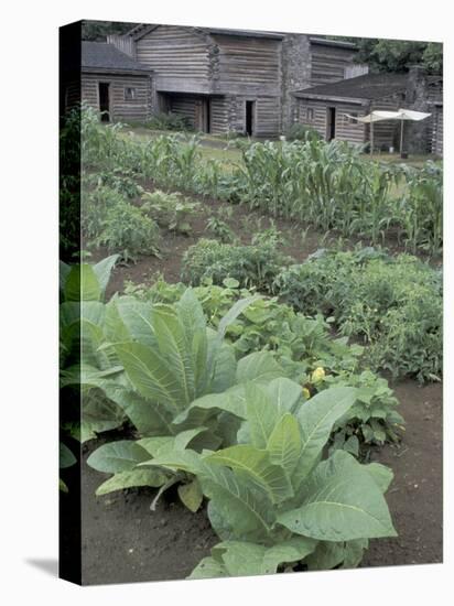 Tobacco Growing in Garden at Fort Boonesborough State Park, Richmond, Kentucky, USA-Adam Jones-Premier Image Canvas