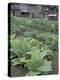 Tobacco Growing in Garden at Fort Boonesborough State Park, Richmond, Kentucky, USA-Adam Jones-Premier Image Canvas