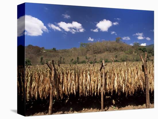 Tobacco Leaves Drying, Near Jocatan, Guatemala, Central America-Upperhall-Premier Image Canvas