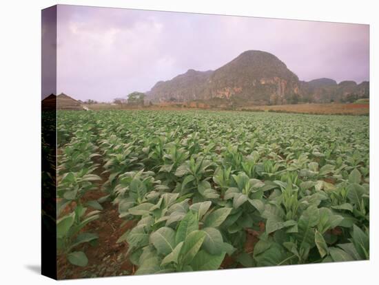 Tobacco Plantation, Cuba, West Indies, Central America-Colin Brynn-Premier Image Canvas