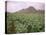 Tobacco Plantation, Cuba, West Indies, Central America-Colin Brynn-Premier Image Canvas