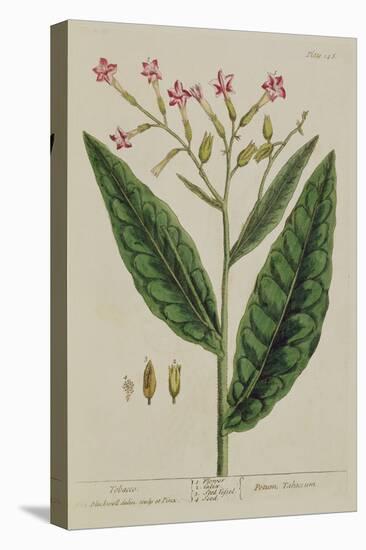 Tobacco, Plate 146 from 'A Curious Herbal', Published 1782 (Colour Engraving)-Elizabeth Blackwell-Premier Image Canvas