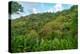 Tobago, Main Ridge Reserve. Jungle landscape on island.-Jaynes Gallery-Premier Image Canvas