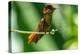 Tobago. Ruby topaz hummingbird on limb.-Jaynes Gallery-Premier Image Canvas