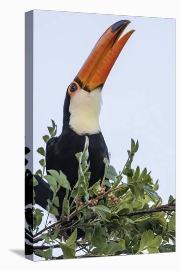 Toco Toucan (Ramphastos Toco), Feeding Within Iguazu Falls National Park, Misiones, Argentina-Michael Nolan-Premier Image Canvas