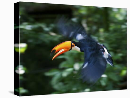Toco Toucan (Ramphastos Toco) Flying Through the Rainforest, Brazil, Argentina-Andres Morya Hinojosa-Premier Image Canvas