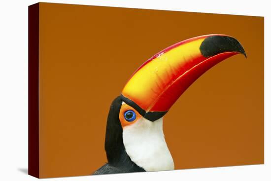 Toco Toucan (Ramphastos Toco) Head And Beak Profile Portrait, Brazil-Angelo Gandolfi-Premier Image Canvas