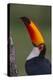 Toco Toucan (Ramphastos Toco) , Pantanal, Brazil-Hermann Brehm-Premier Image Canvas