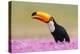 Toco toucan (Ramphastos toco), Pantanal Wetlands, Brazil-null-Premier Image Canvas