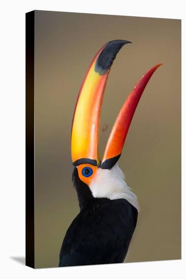 Toco toucan (Ramphastos toco), Pantanal Wetlands, Brazil-null-Premier Image Canvas
