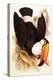 Toco Toucan, Ramphastos Toco-Edward Lear-Premier Image Canvas