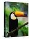 Toco Toucan-Kevin Schafer-Premier Image Canvas