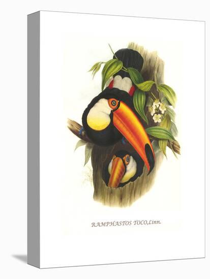 Toco Toucan-John Gould-Stretched Canvas