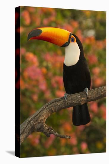 Toco Toucan-Joe McDonald-Premier Image Canvas