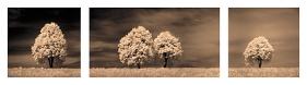 Together & Alone III-Ily Szilagyi-Stretched Canvas