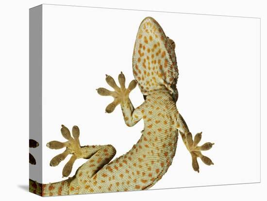 Tokay Gecko From Below-Martin Harvey-Premier Image Canvas