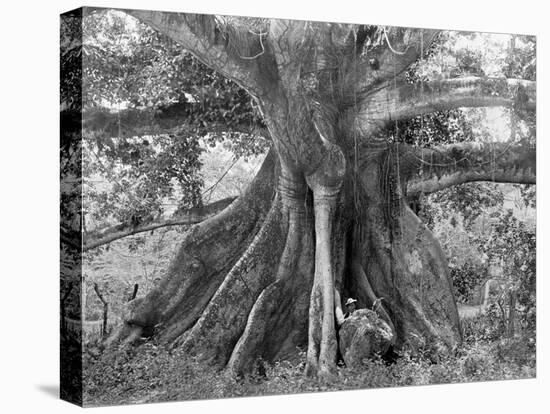 Tom Cringle's Cotton Tree, Spanish Town Road, Jamaica, C1905-Adolphe & Son Duperly-Premier Image Canvas