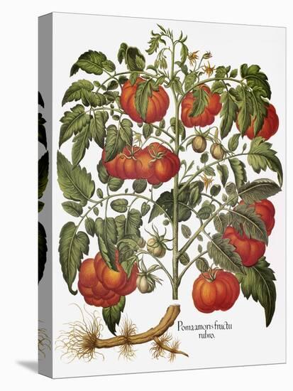 Tomato, 1613-null-Premier Image Canvas