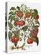 Tomato, 1613-null-Premier Image Canvas