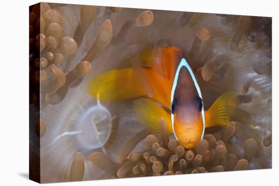 Tomato Anemonefish (Amphiprion Frenatus)-Reinhard Dirscherl-Premier Image Canvas