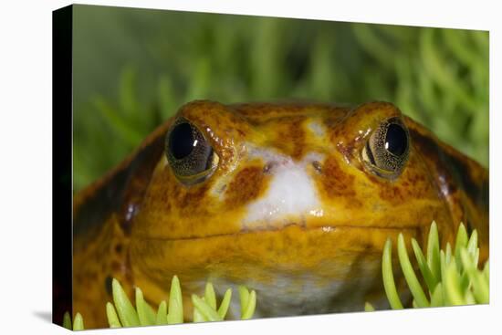 Tomato Frog, Madagascar tomato frog, crapaud rouge de Madagascar-Maresa Pryor-Premier Image Canvas