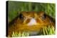 Tomato Frog, Madagascar tomato frog, crapaud rouge de Madagascar-Maresa Pryor-Premier Image Canvas