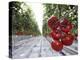 Tomato Greenhouse, Madison, Maine-Robert F. Bukaty-Premier Image Canvas