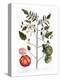 Tomato Plant, 1735-Elizabeth Blackwell-Premier Image Canvas