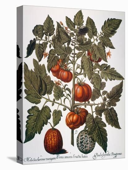 Tomato & Watermelon 1613-Besler Basilius-Premier Image Canvas