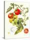 Tomatoes, 1994-Margaret Ann Eden-Premier Image Canvas