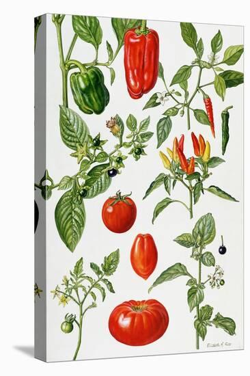 Tomatoes and Related Vegetables, 1986-Elizabeth Rice-Premier Image Canvas