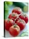 Tomatoes-David Munns-Premier Image Canvas