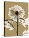 Tonal Chrysanthemum-Albert Koetsier-Stretched Canvas