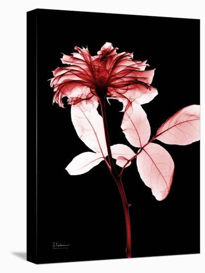 Tonal Rose on Black-Albert Koetsier-Stretched Canvas