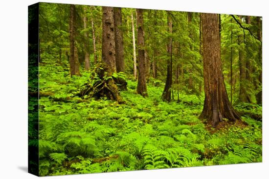 Tongass National Forest, Alaska-Mark A Johnson-Premier Image Canvas