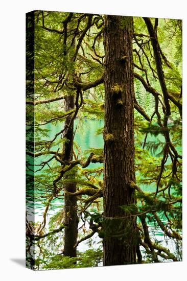 Tongass National Forest, Alaska-Mark A Johnson-Premier Image Canvas