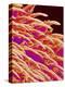 Tongue filiform papillae of a rabbit magnified x300-Micro Discovery-Premier Image Canvas