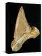 Tooth from Great White Shark-Walter Geiersperger-Premier Image Canvas