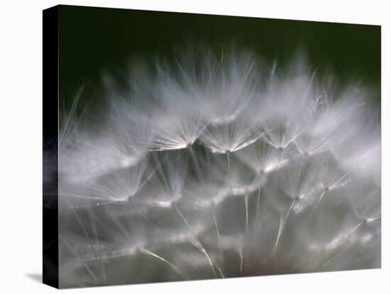 Top of a Dandelion Seed Head is Seen in the Morning Light in Marysville, Pennsylvania-null-Premier Image Canvas