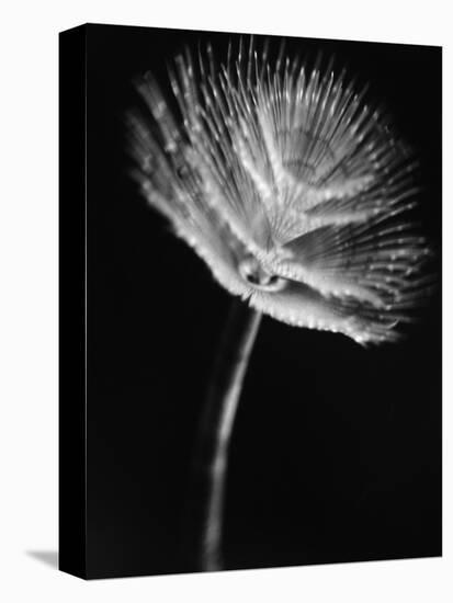 Top of a Tube Sponge-Henry Horenstein-Premier Image Canvas