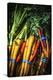 Top View Close Up Of A Bundle Of Fresh Carrots At A Farmers Market In Sonoma County-Ron Koeberer-Stretched Canvas